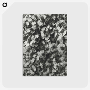 1-27_Karl-Blossfeldt_postcard