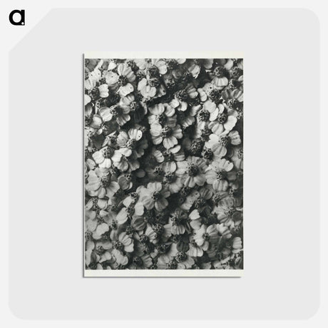 アートポストカード-Achillea Millefolium - カール ブロスフェルト Postcard.