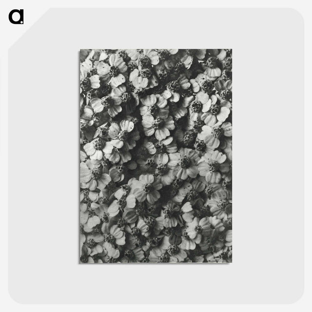 1-27_Karl-Blossfeldt_postcard