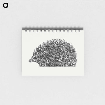 Hedgehog - レオ ヘステル Memo.