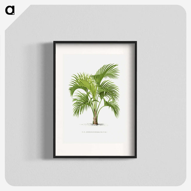 1-27_Les-Palmiers-Histoire-Iconographique_blk