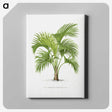 1-27_Les-Palmiers-Histoire-Iconographique_canvas