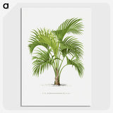 1-27_Les-Palmiers-Histoire-Iconographique_picture-crop