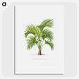 1-27_Les-Palmiers-Histoire-Iconographique_picture