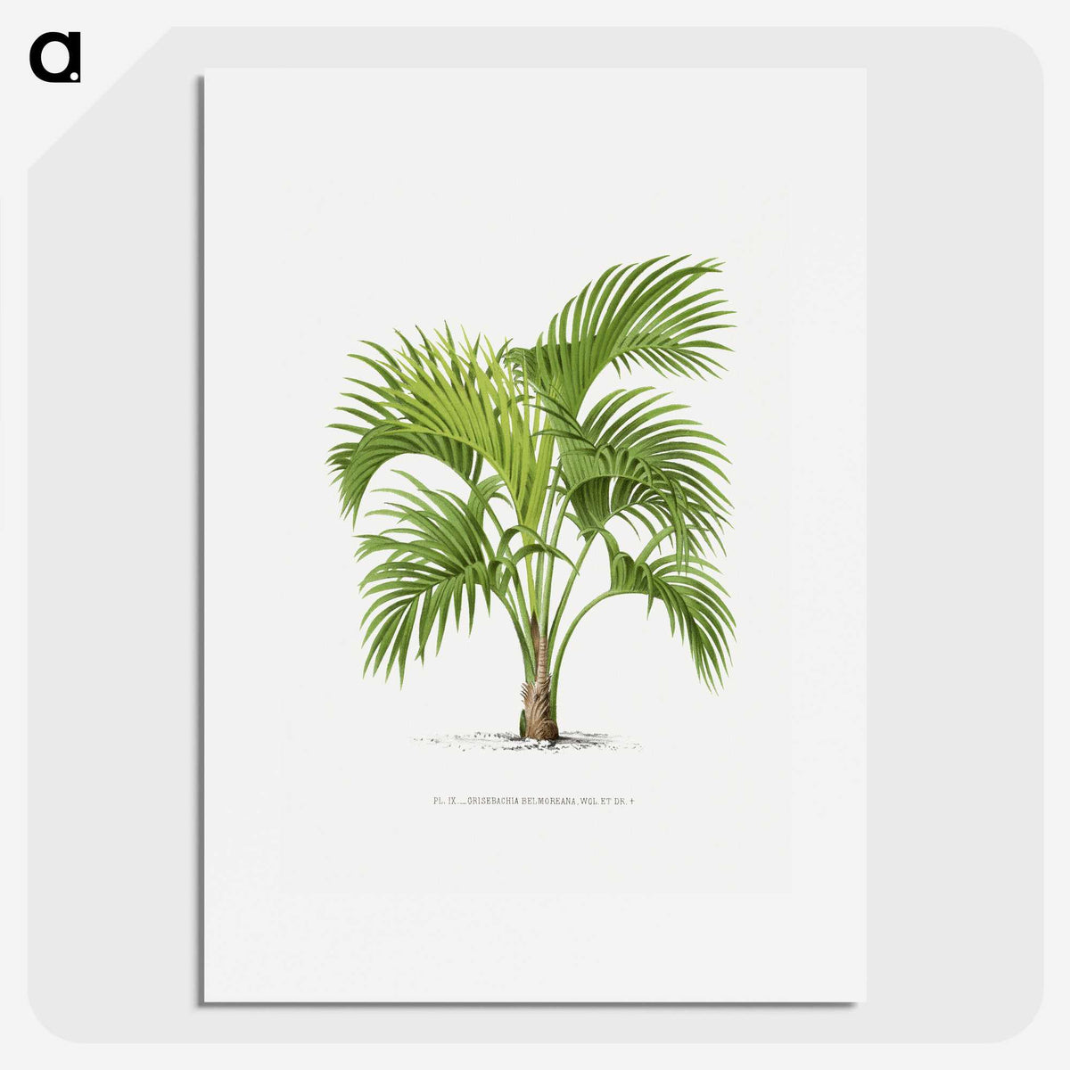 1-27_Les-Palmiers-Histoire-Iconographique_picture