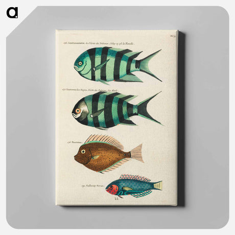アートパネル-Moluccan Fishes
 - ルイ ルナール Canvas.