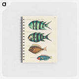 Moluccan Fishes
 - ルイ ルナール Memo.