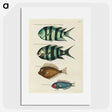 1-27_Louis-Renard_picture