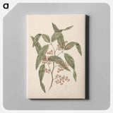 アートパネル-Rhus retinorrhoea
 - ルイージ バルガーニ Canvas.