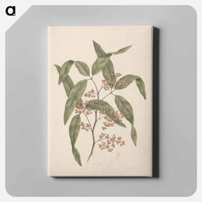 アートパネル-Rhus retinorrhoea
 - ルイージ バルガーニ Canvas.
