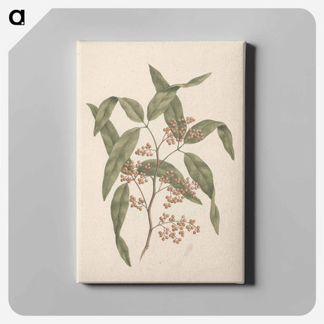 アートパネル-Rhus retinorrhoea
 - ルイージ バルガーニ Canvas.