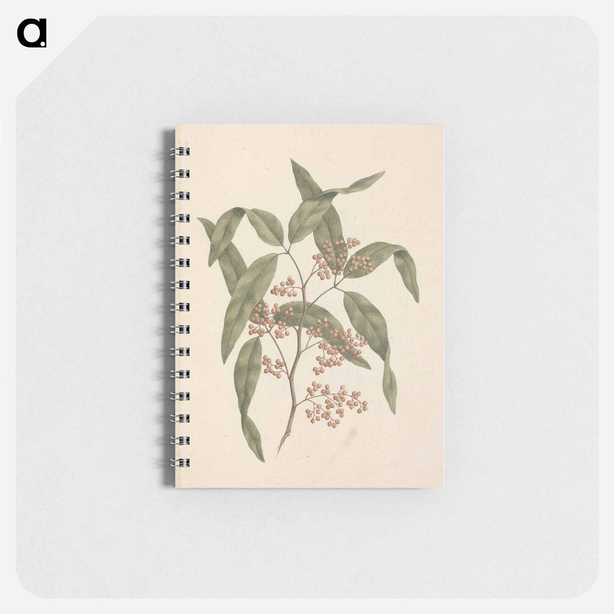 Rhus retinorrhoea
 - ルイージ バルガーニ Memo.