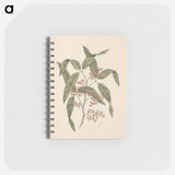 Rhus retinorrhoea
 - ルイージ バルガーニ Memo.