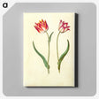 1-27_Maria-Sibylla-Merian_canvas