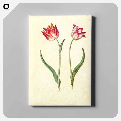 アートパネル-Tulipa Gesneriana
 - マリア ジビーラ メーリアン Canvas.