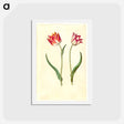 アートポストカード-Tulipa Gesneriana
 - マリア ジビーラ メーリアン Postcard.