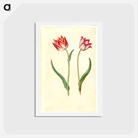 アートポストカード-Tulipa Gesneriana
 - マリア ジビーラ メーリアン Postcard.