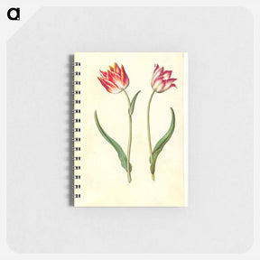 アートメモ帳-Tulipa Gesneriana
 - マリア ジビーラ メーリアン Memo.