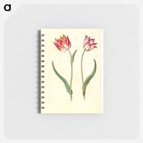 アートメモ帳-Tulipa Gesneriana
 - マリア ジビーラ メーリアン Memo.
