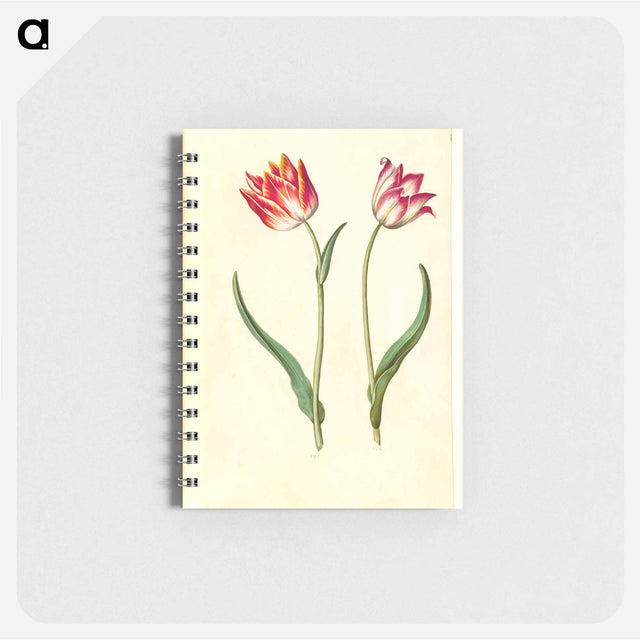 アートメモ帳-Tulipa Gesneriana
 - マリア ジビーラ メーリアン Memo.