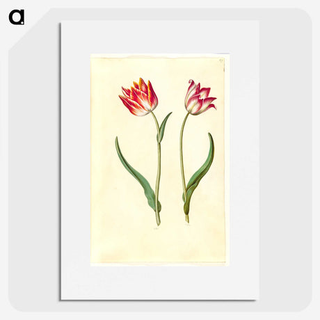 1-27_Maria-Sibylla-Merian_picture