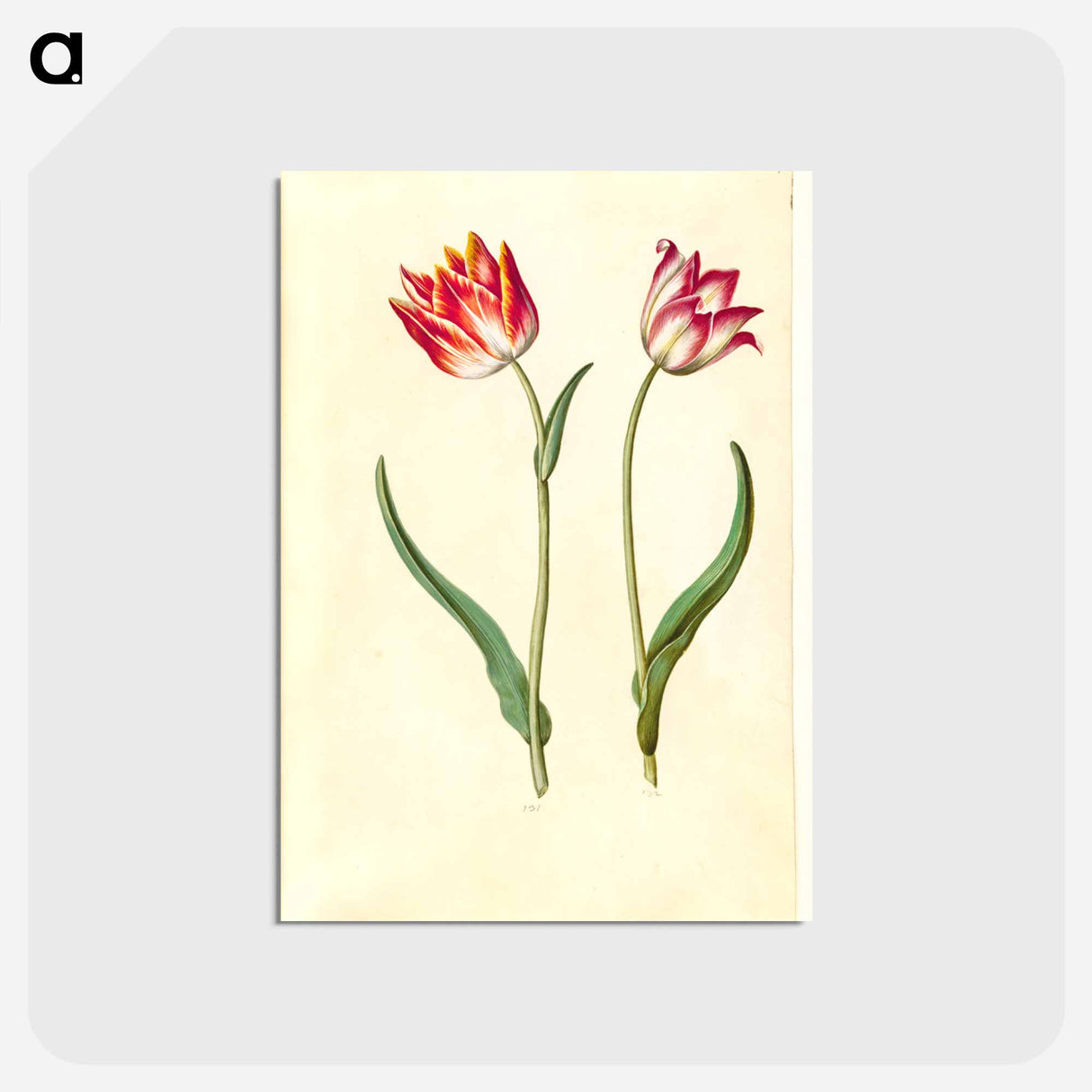 アートポストカード-Tulipa Gesneriana
 - マリア ジビーラ メーリアン Postcard.