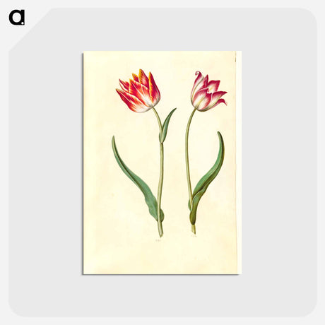 アートポストカード-Tulipa Gesneriana
 - マリア ジビーラ メーリアン Postcard.