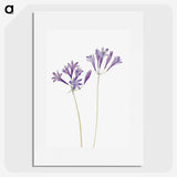 1-27_Mary-Vaux-Walcott_picture
