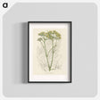 アートポスター-Opobalsam Illustration
 - 薬用植物学 Poster.