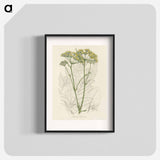 アートポスター-Opobalsam Illustration
 - 薬用植物学 Poster.