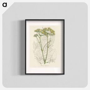 アートポスター-Opobalsam Illustration
 - 薬用植物学 Poster.