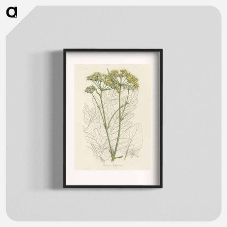 アートポスター-Opobalsam Illustration
 - 薬用植物学 Poster.