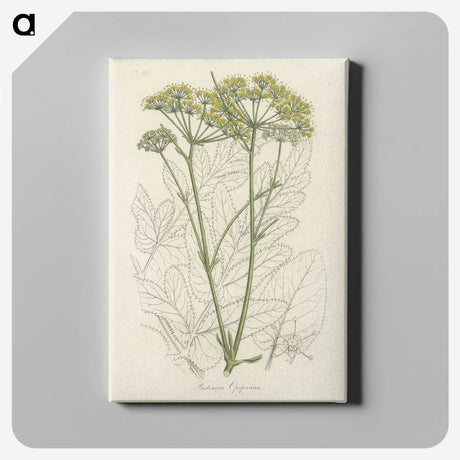 1-27_Medical-Botany_canvas