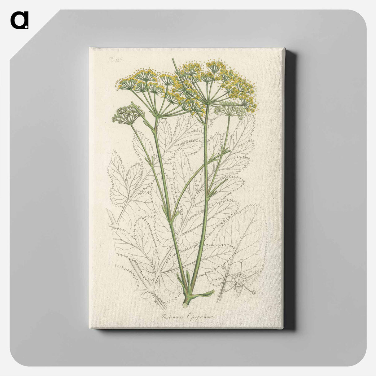 アートパネル-Opobalsam Illustration
 - 薬用植物学 Canvas.