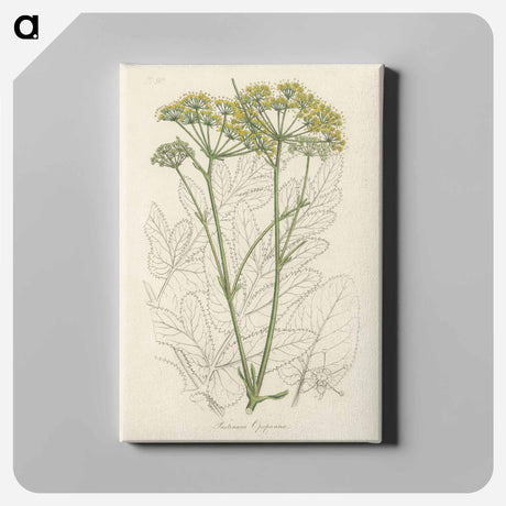 アートパネル-Opobalsam Illustration
 - 薬用植物学 Canvas.