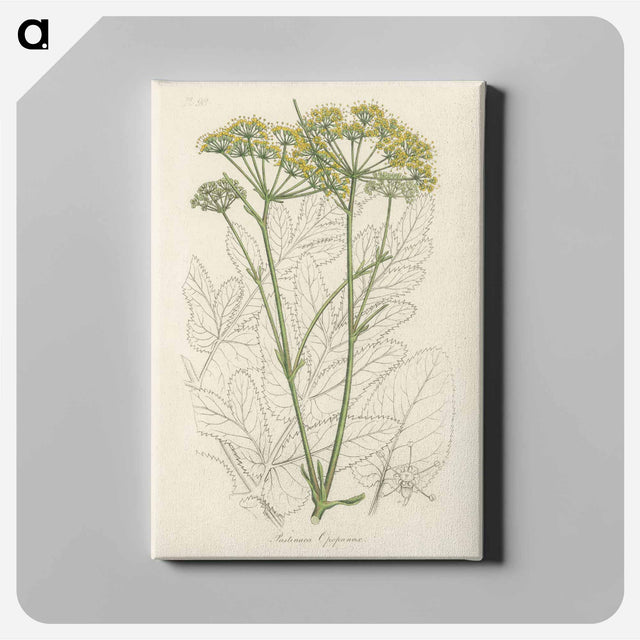 アートパネル-Opobalsam Illustration
 - 薬用植物学 Canvas.