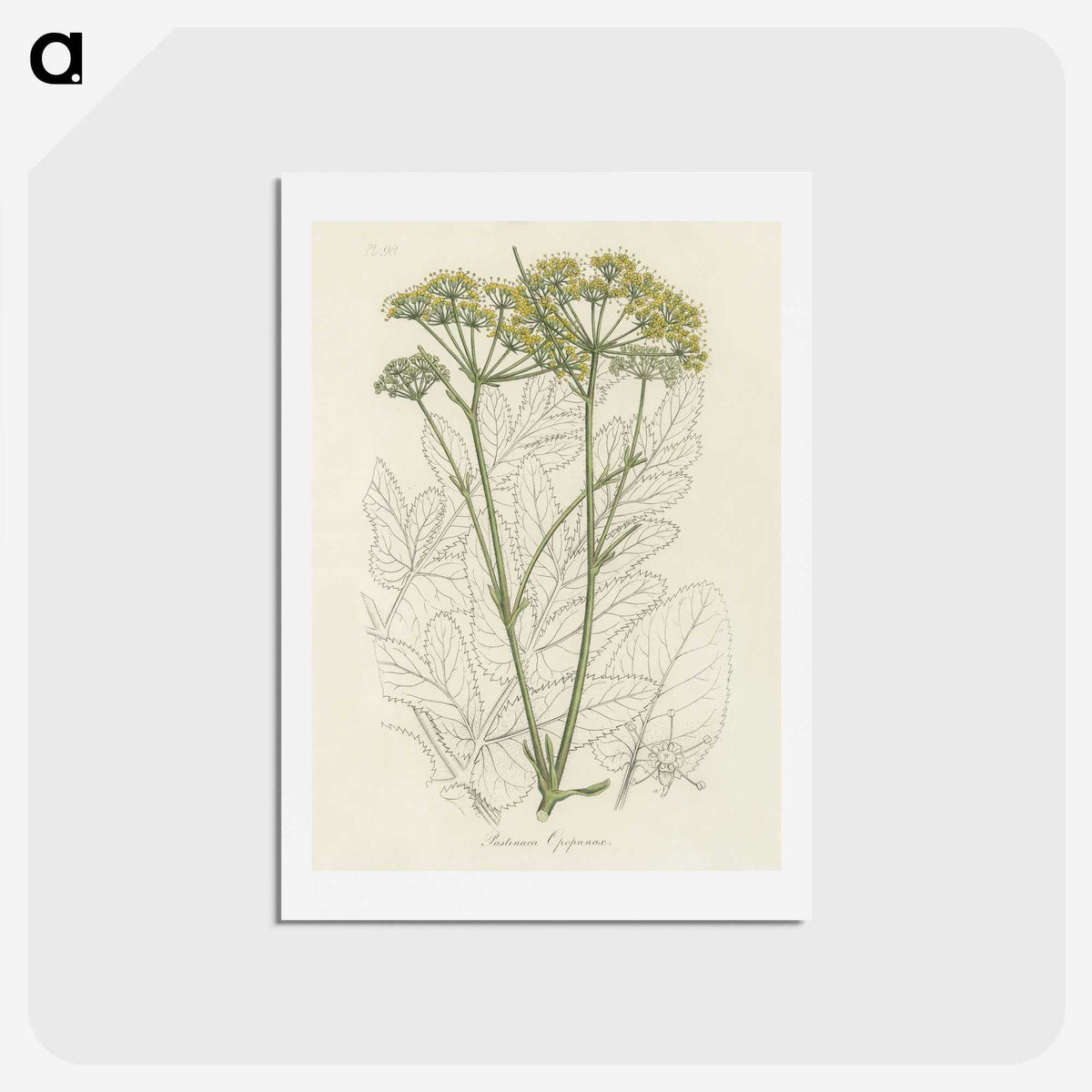 1-27_Medical-Botany_hagaki