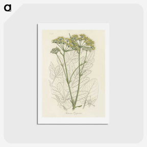 1-27_Medical-Botany_hagaki