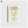 アートメモ帳-Opobalsam Illustration
 - 薬用植物学 Memo.