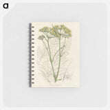 アートメモ帳-Opobalsam Illustration
 - 薬用植物学 Memo.