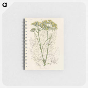 アートメモ帳-Opobalsam Illustration
 - 薬用植物学 Memo.