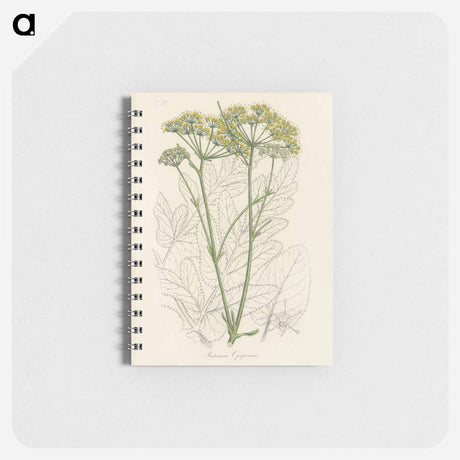 アートメモ帳-Opobalsam Illustration
 - 薬用植物学 Memo.
