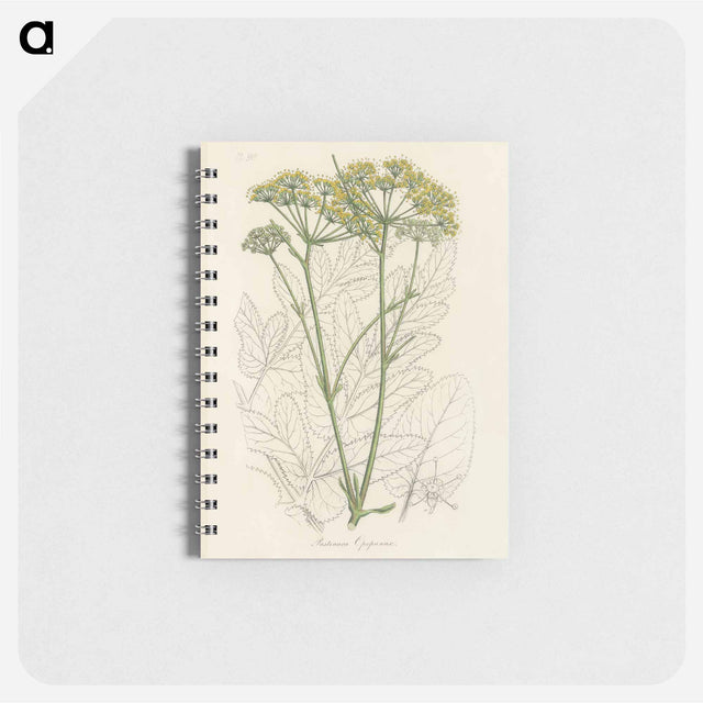 アートメモ帳-Opobalsam Illustration
 - 薬用植物学 Memo.