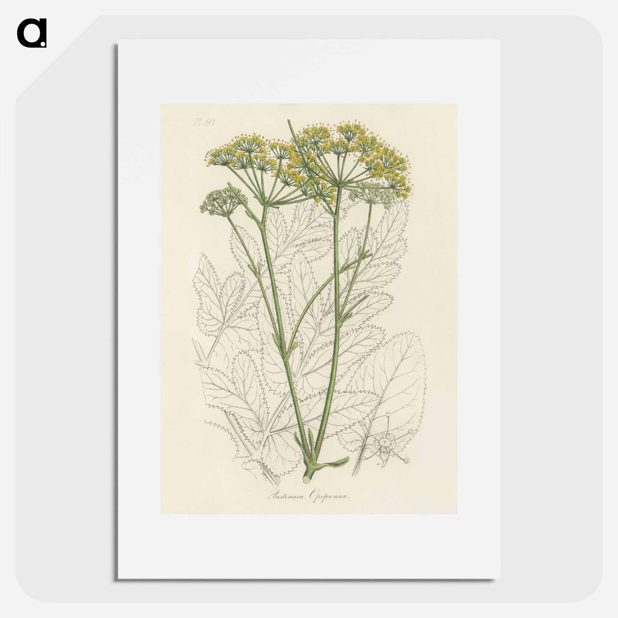 アートポスター-Opobalsam Illustration
 - 薬用植物学 Poster.