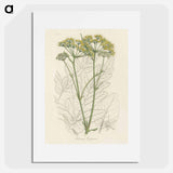 アートポスター-Opobalsam Illustration
 - 薬用植物学 Poster.