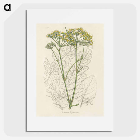 アートポスター-Opobalsam Illustration
 - 薬用植物学 Poster.