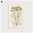 アートポストカード-Opobalsam Illustration
 - 薬用植物学 Postcard.