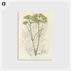 アートポストカード-Opobalsam Illustration
 - 薬用植物学 Postcard.