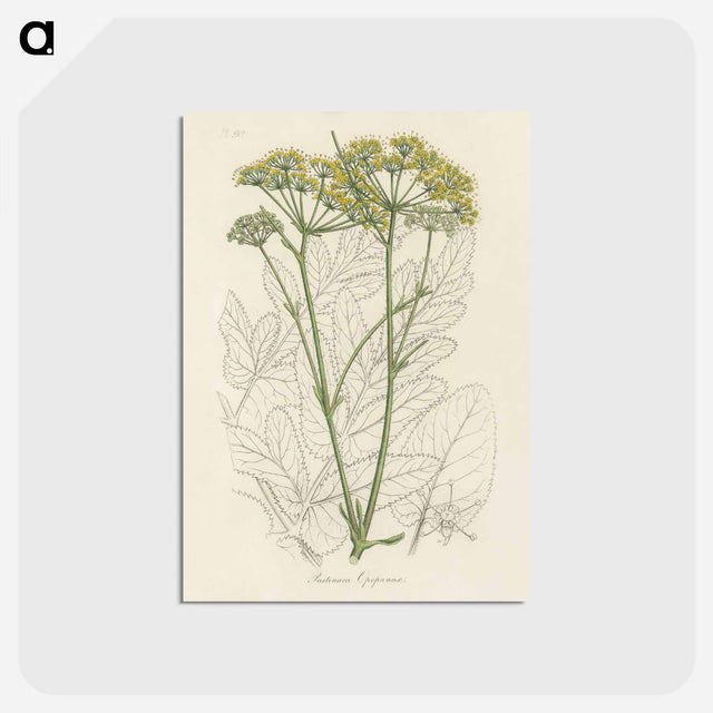 アートポストカード-Opobalsam Illustration
 - 薬用植物学 Postcard.