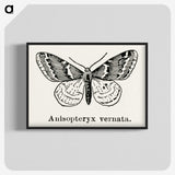 1-27_Moths-and-Butterflies-of-the-United-States_blk-crop